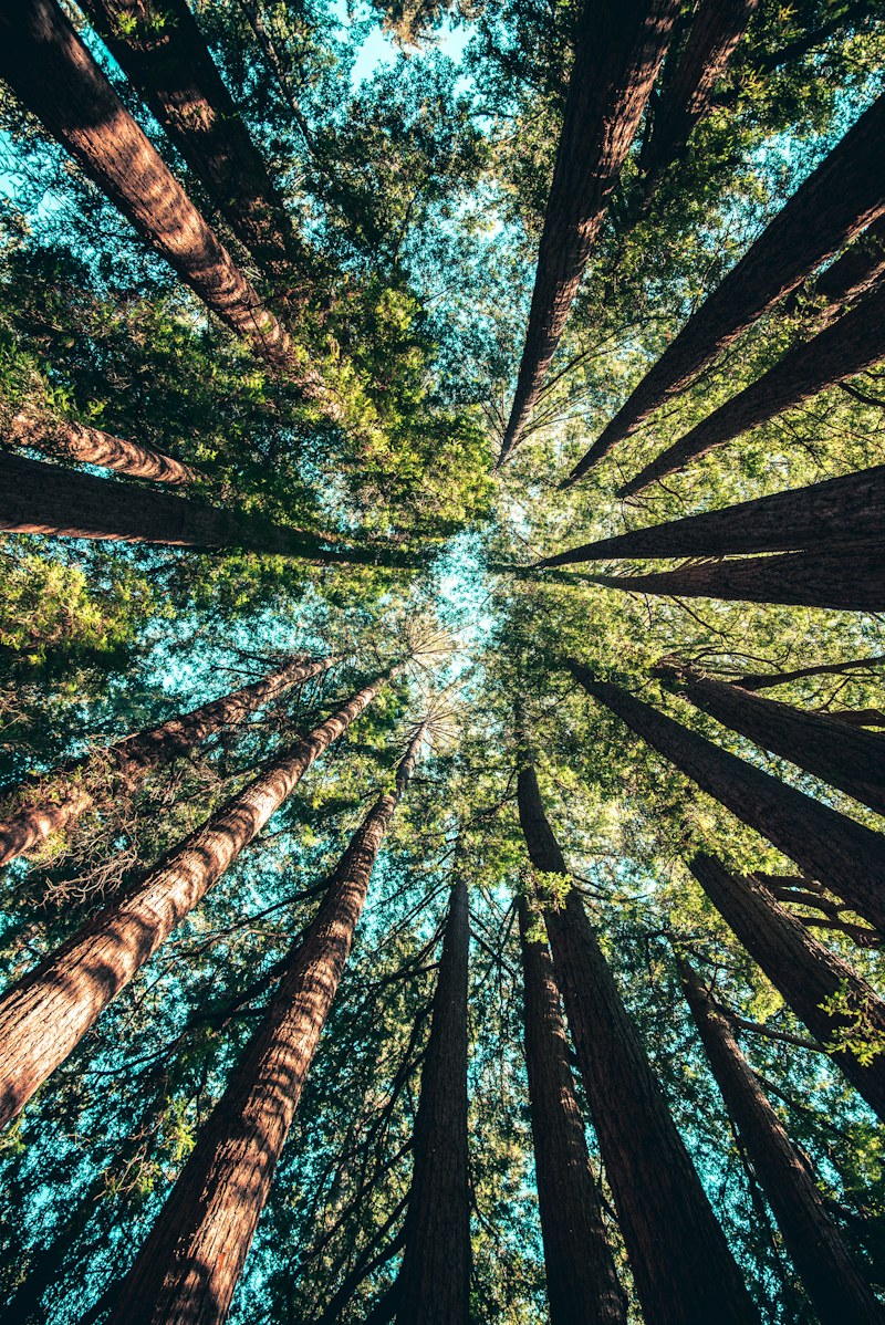 Tree canopy