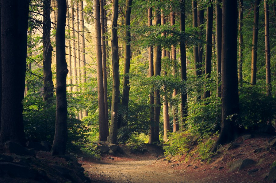 Sunlight in a forest